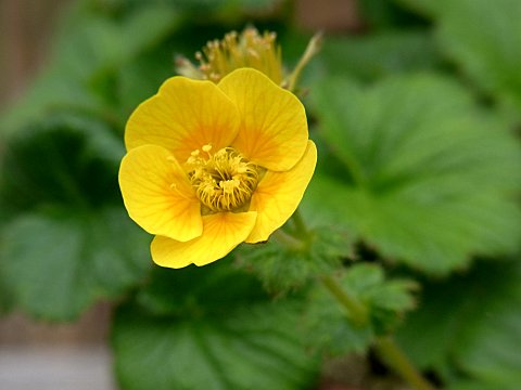 ミヤマダイコンソウ