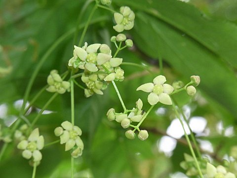 �I�I�c���o�i