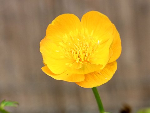 シナノキンバイ