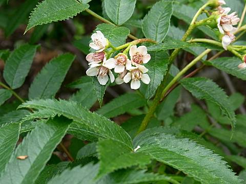 タカネナナカマド