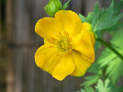 ボタンキンバイ