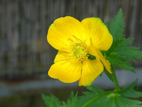 ボタンキンバイ