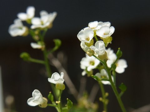 エゾイヌナズナ