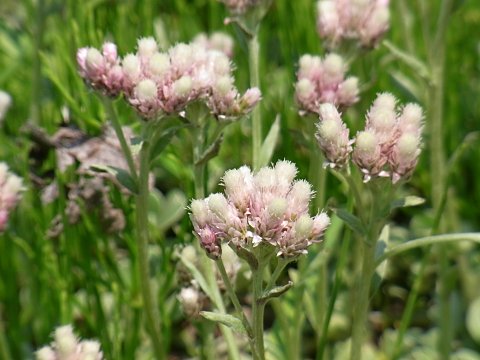 エゾノチチコグサ