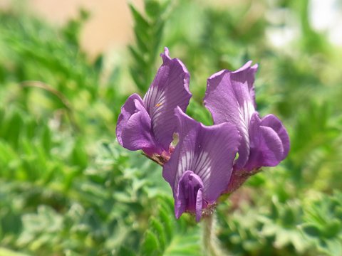 エゾオヤマノエンドウ