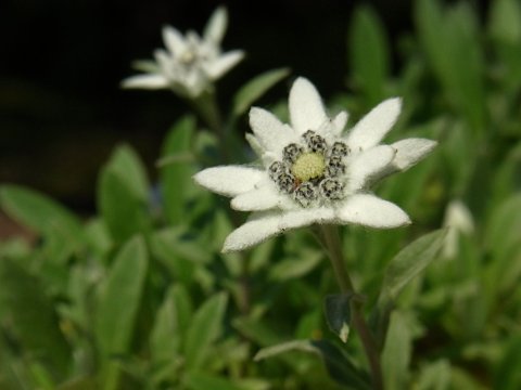 エゾウスユキソウ