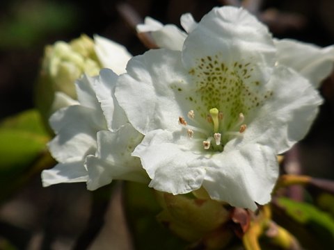 ハクサンシャクナゲ