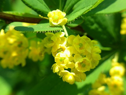 ヒロハノヘビノボラズ