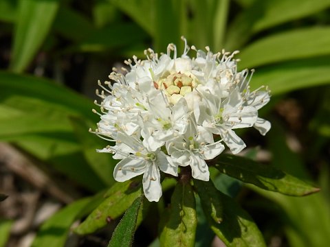 カラフトイソツツジ