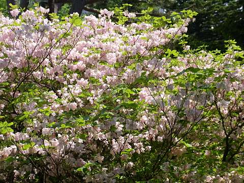 クロフネツツジ