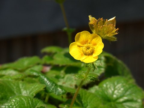 ミヤマダイコンソウ