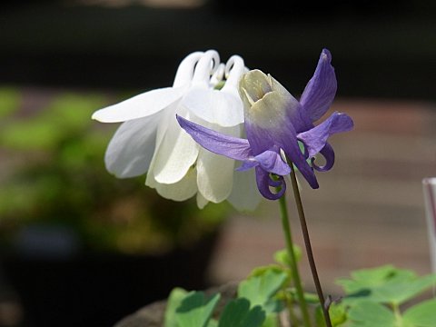 ミヤマオダマキ