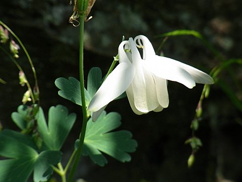 ミヤマオダマキ