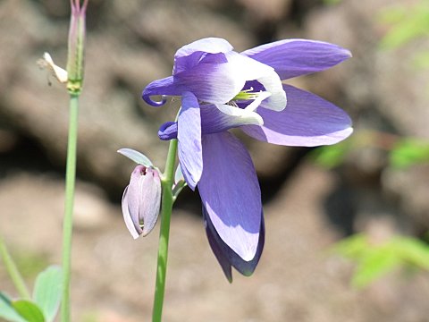 ミヤマオダマキ