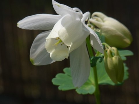 ミヤマオダマキ