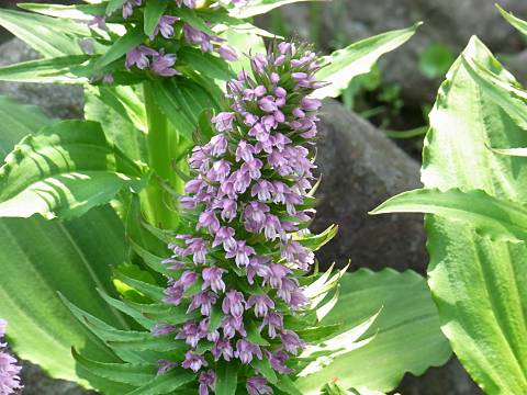 �m�r�l�`�h��