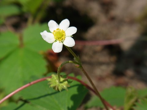 ノウゴウイチゴ