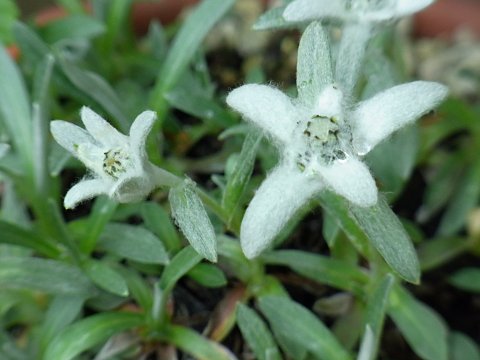 エゾウスユキソウ