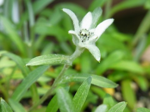 エゾウスユキソウ