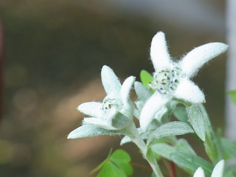 エゾウスユキソウ