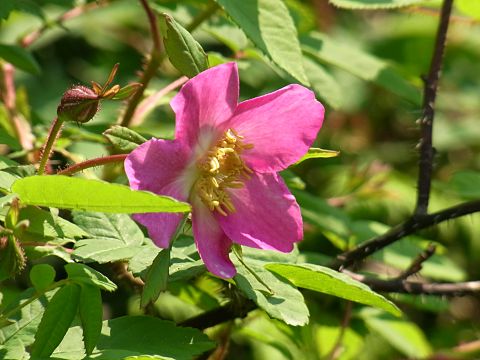 オオタカネバラ