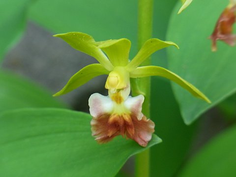 サルメンネビネ