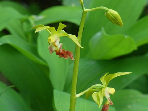 サルメンネビネ