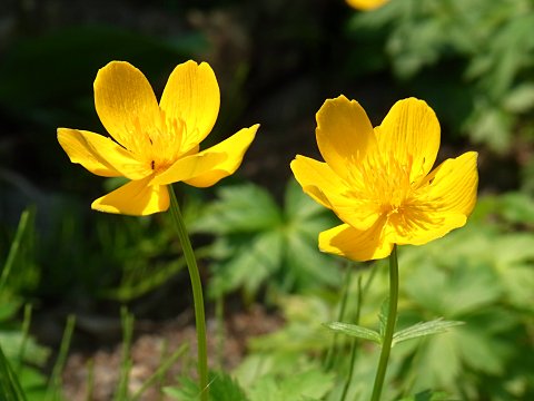 シナノキンバイ