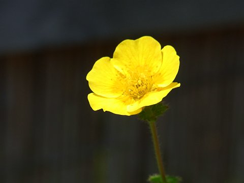 シナノキンバイ