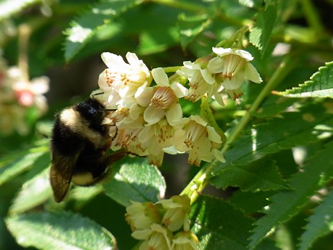 タカネナナカマド
