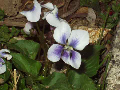 アメリカスミレサイシン