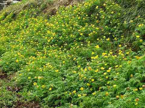 畑の土手の群落