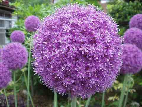 アリウム・ギガンテウム