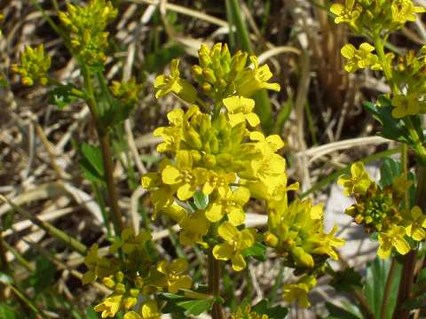 ハルザキヤマガラシ
