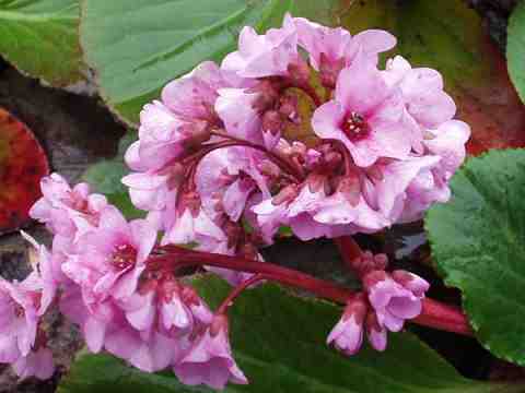 ヒマラヤユキノシタ