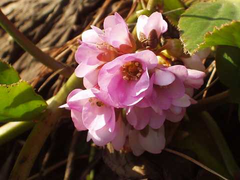 ヒマラヤユキノシタ