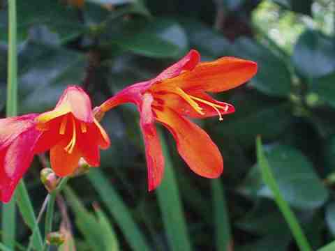 モントブレチア