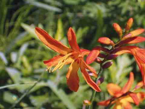 モントブレチア