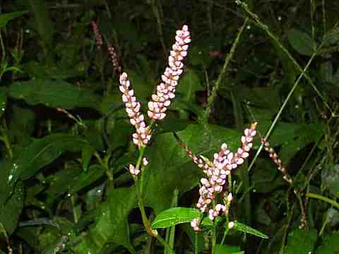 �C�k�^�f�̉�