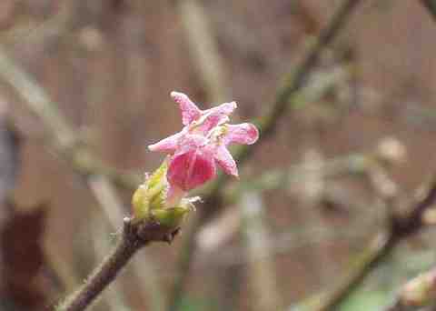 ミヤマウグイスカグラの花