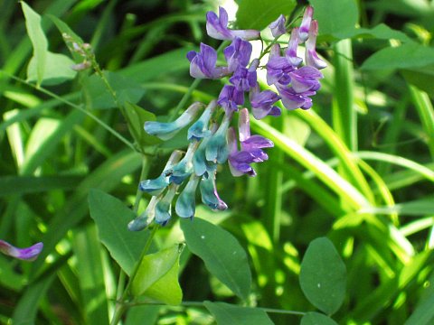 オオバクサフジ