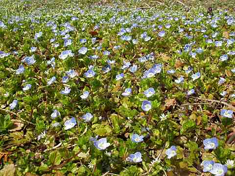 オオイヌノフグリ