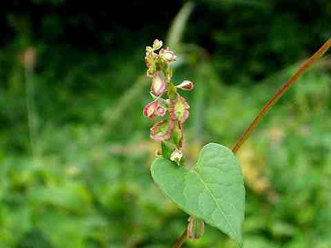 オオツルイタドリ