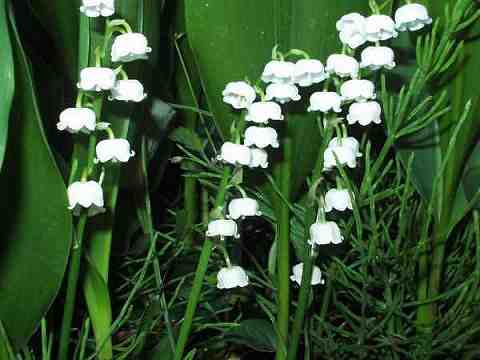 ドイツスズラン