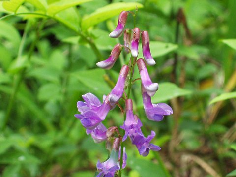 ツルフジバカマの花