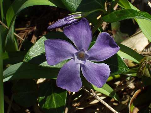 ツルニチニチソウ