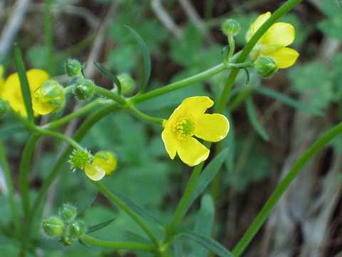 ウマノアシガタ