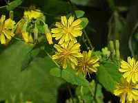 ���N�V�\�E