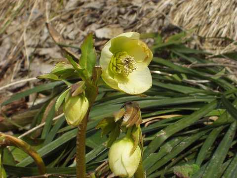 レンテンローズ