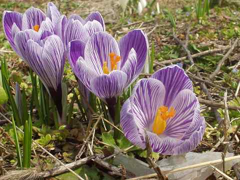 クロッカス